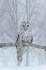 Japan, Hokkaido. Ural owl on limb in winter. Art Print